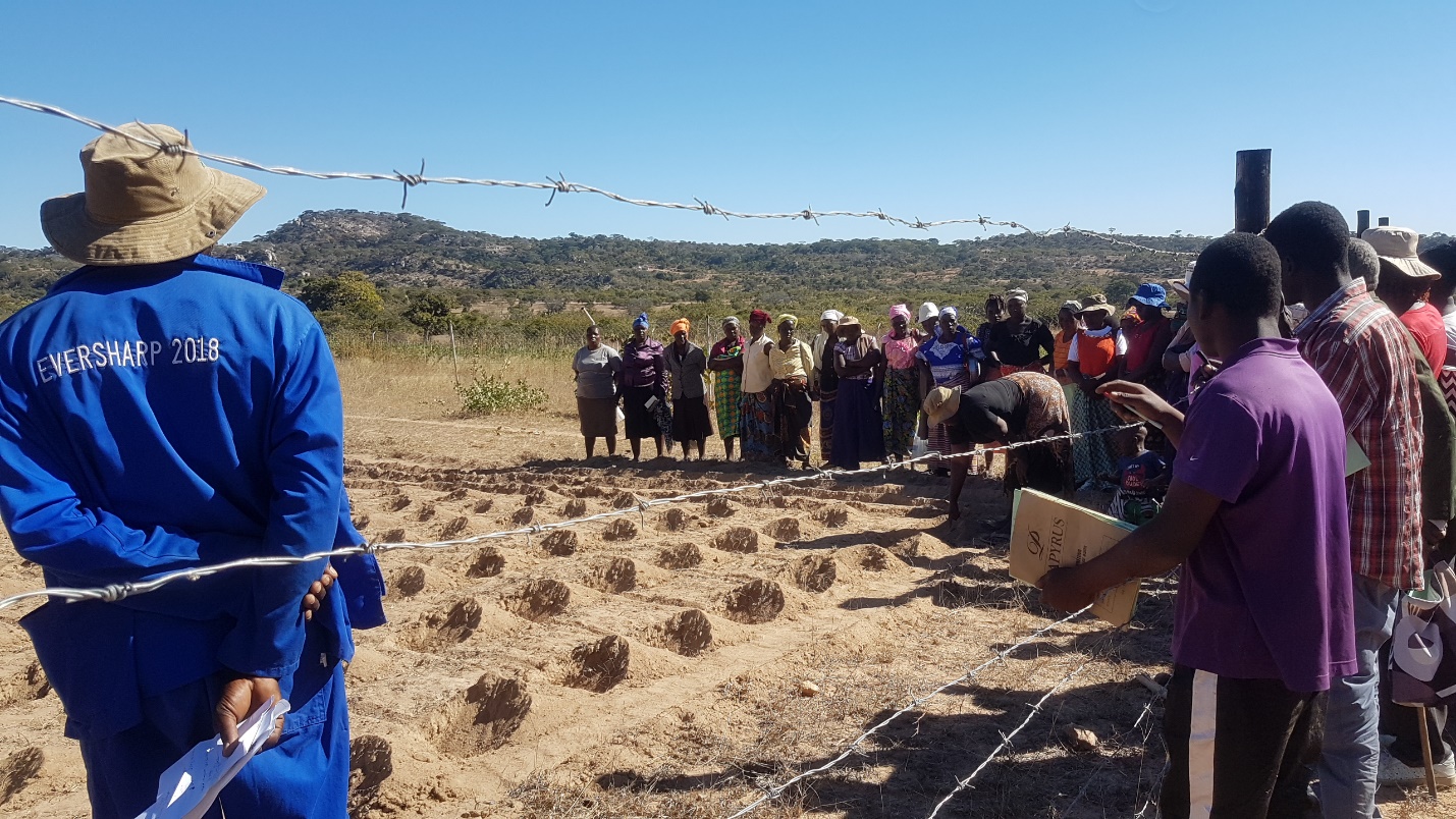 Farmers in Masvingo – Zimbabwe Embrace Agro-ecology Techniques - CYNESA